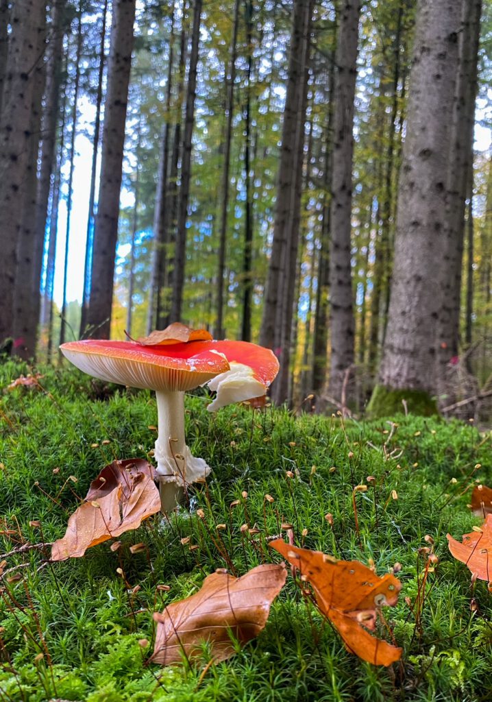 Herbst